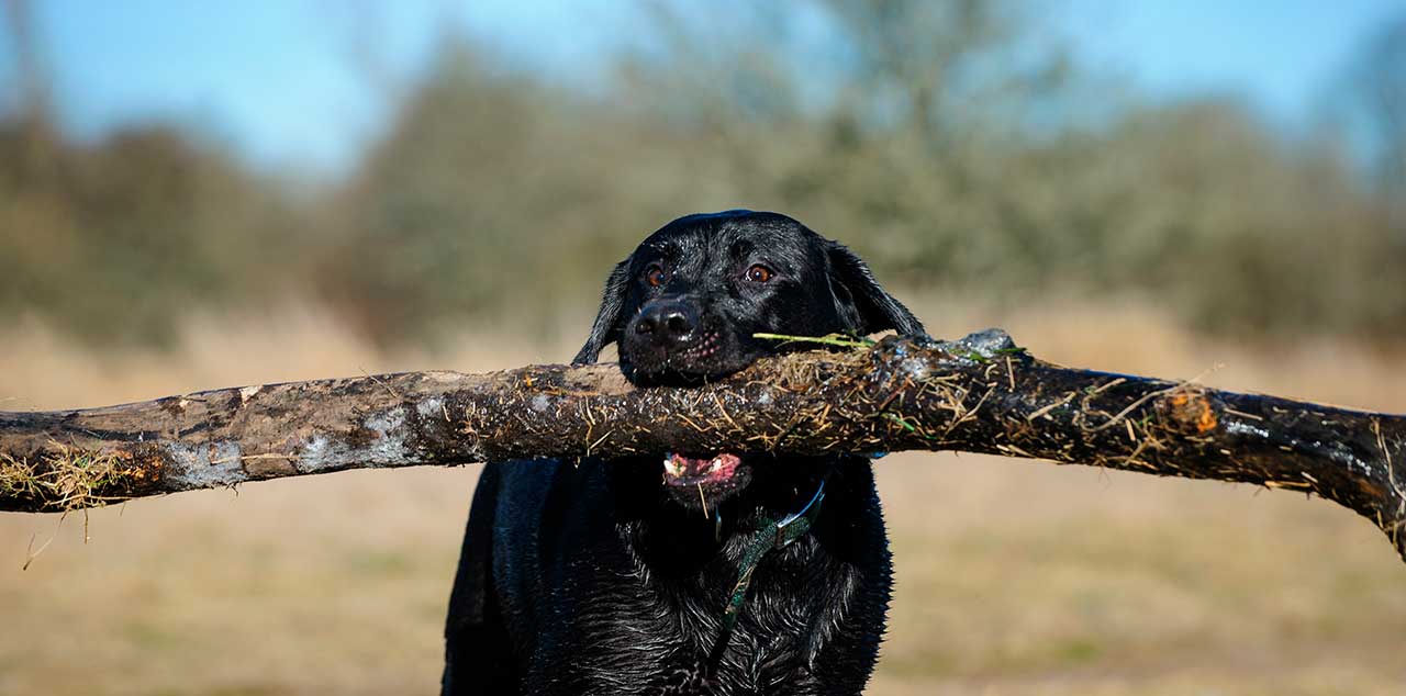 Labrador retriever negro con un palo. 